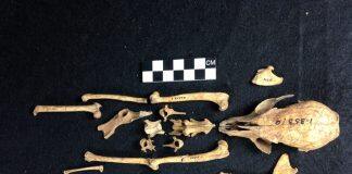 University of Missouri researcher adds to timeline of human evolution by studying an island fox