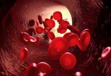 NUS scientists discover a new pathway essential for blood formation