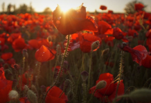 Research for the World: new LSE magazine showcases the power of the social sciences