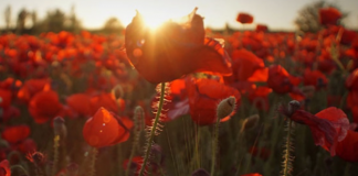 Research for the World: new LSE magazine showcases the power of the social sciences