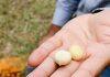 Cracking a tough nut for macadamia growers