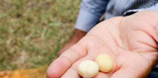 Cracking a tough nut for macadamia growers