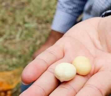 Cracking a tough nut for macadamia growers