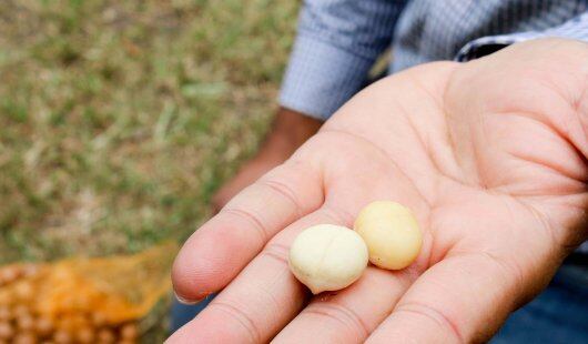Cracking a tough nut for macadamia growers