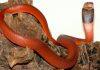 Snakes evolve a magnetic way to be resistant to venom