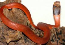 Snakes evolve a magnetic way to be resistant to venom