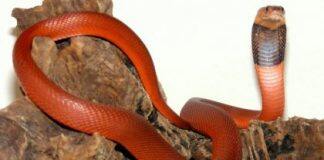 Snakes evolve a magnetic way to be resistant to venom
