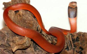 Snakes evolve a magnetic way to be resistant to venom