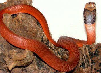 Snakes evolve a magnetic way to be resistant to venom