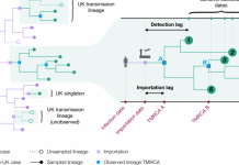 COVID-19 transmission chains in the UK accurately traced using genomic epidemiology