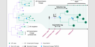 COVID-19 transmission chains in the UK accurately traced using genomic epidemiology