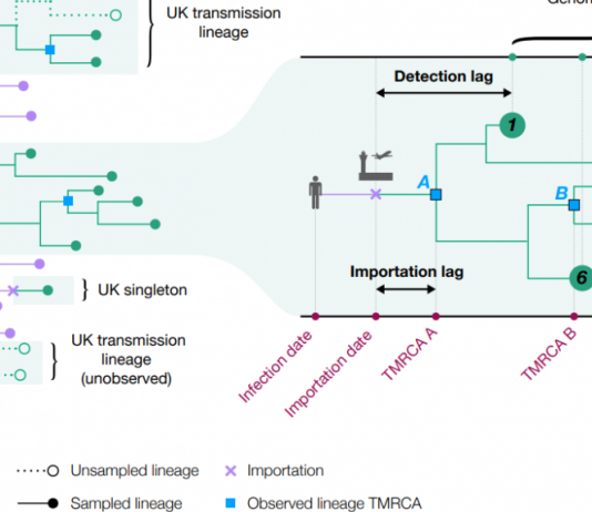 COVID-19 transmission chains in the UK accurately traced using genomic epidemiology