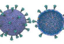 UChicago scientists create first computational model of entire virus responsible for COVID-19