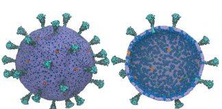 UChicago scientists create first computational model of entire virus responsible for COVID-19