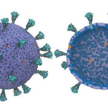 UChicago scientists create first computational model of entire virus responsible for COVID-19