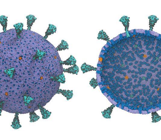 UChicago scientists create first computational model of entire virus responsible for COVID-19
