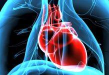 Regenerative heart valves and blood vessels a step closer