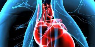 Regenerative heart valves and blood vessels a step closer