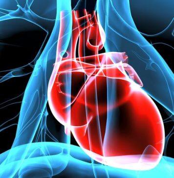 Regenerative heart valves and blood vessels a step closer