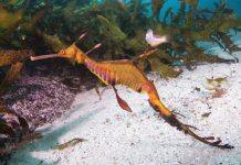 Are partially protected areas the ‘red herrings’ of marine conservation?