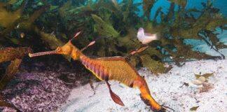 Are partially protected areas the ‘red herrings’ of marine conservation?