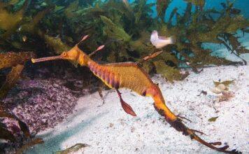 Are partially protected areas the ‘red herrings’ of marine conservation?