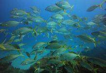 New tool gauges impacts of warming waters on over 200 fish species