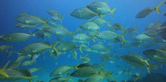 New tool gauges impacts of warming waters on over 200 fish species