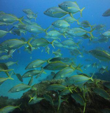 New tool gauges impacts of warming waters on over 200 fish species