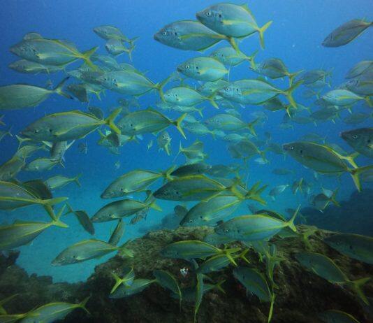 New tool gauges impacts of warming waters on over 200 fish species