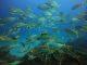 New tool gauges impacts of warming waters on over 200 fish species
