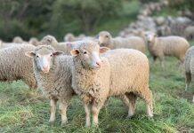 Can’t draw a mental picture? Aphantasia causes blind spots in the mind’s eye