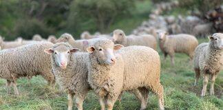 Can’t draw a mental picture? Aphantasia causes blind spots in the mind’s eye