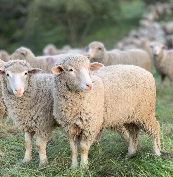 Can’t draw a mental picture? Aphantasia causes blind spots in the mind’s eye