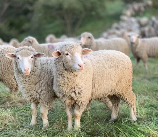 Can’t draw a mental picture? Aphantasia causes blind spots in the mind’s eye