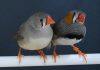 Zebra finches choose nest materials based on past experience, new research shows