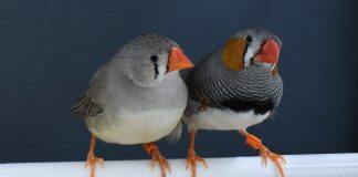 Zebra finches choose nest materials based on past experience, new research shows