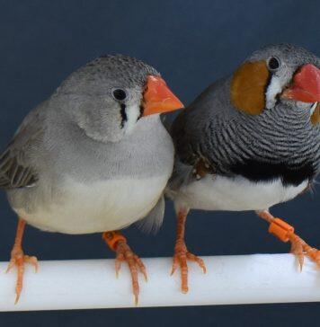Zebra finches choose nest materials based on past experience, new research shows