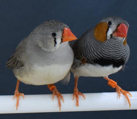 Zebra finches choose nest materials based on past experience, new research shows