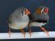 Zebra finches choose nest materials based on past experience, new research shows