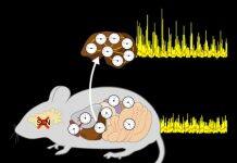 Understanding cellular clock synchronization