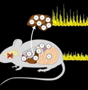 Understanding cellular clock synchronization