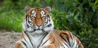 Increasingly fragmented tiger populations may require ‘genetic rescue,’ Stanford researchers say