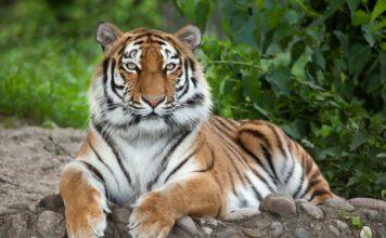 Increasingly fragmented tiger populations may require ‘genetic rescue,’ Stanford researchers say
