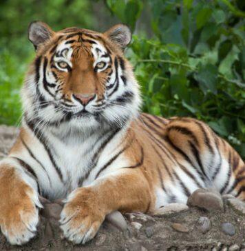 Increasingly fragmented tiger populations may require ‘genetic rescue,’ Stanford researchers say