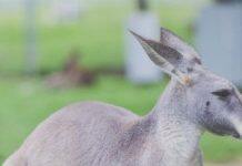 Marsupials low-methane footprint could help fight climate change