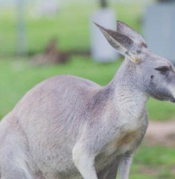 Marsupials low-methane footprint could help fight climate change