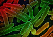 Metabolic mutations help bacteria resist drug treatment