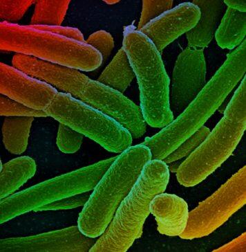 Metabolic mutations help bacteria resist drug treatment