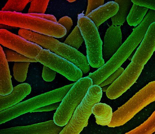 Metabolic mutations help bacteria resist drug treatment